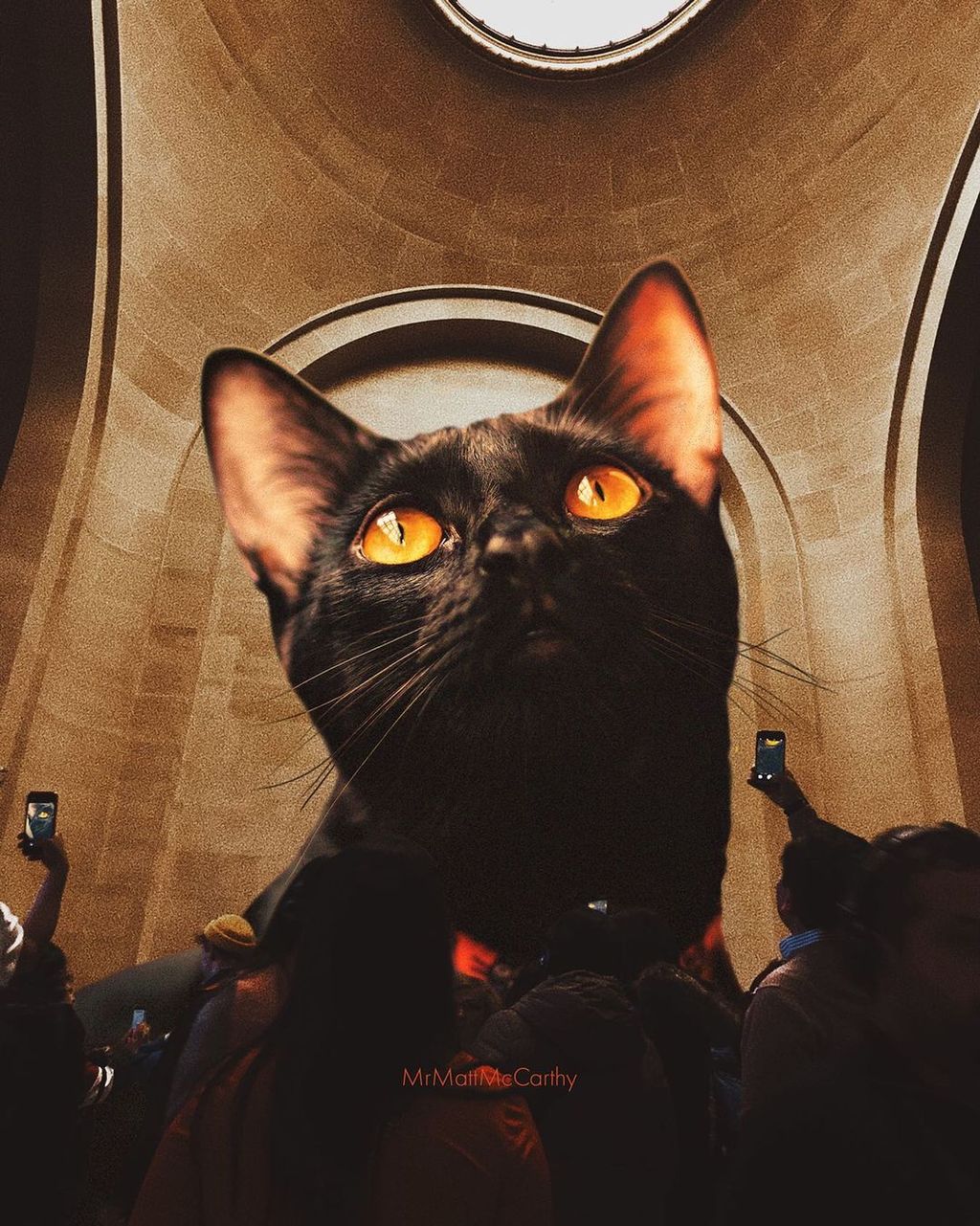 Forrás: Instagram/Matt McCarthy Cat Collage