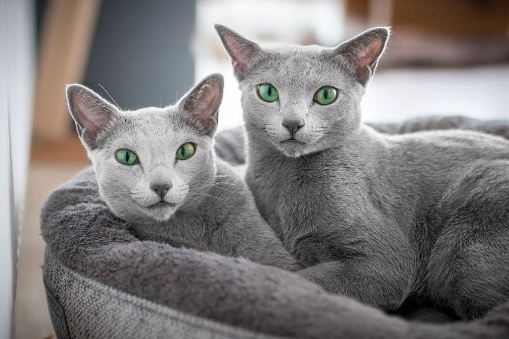 Forrás: Instagram/Russian Blue Cats Xafi & Auri
