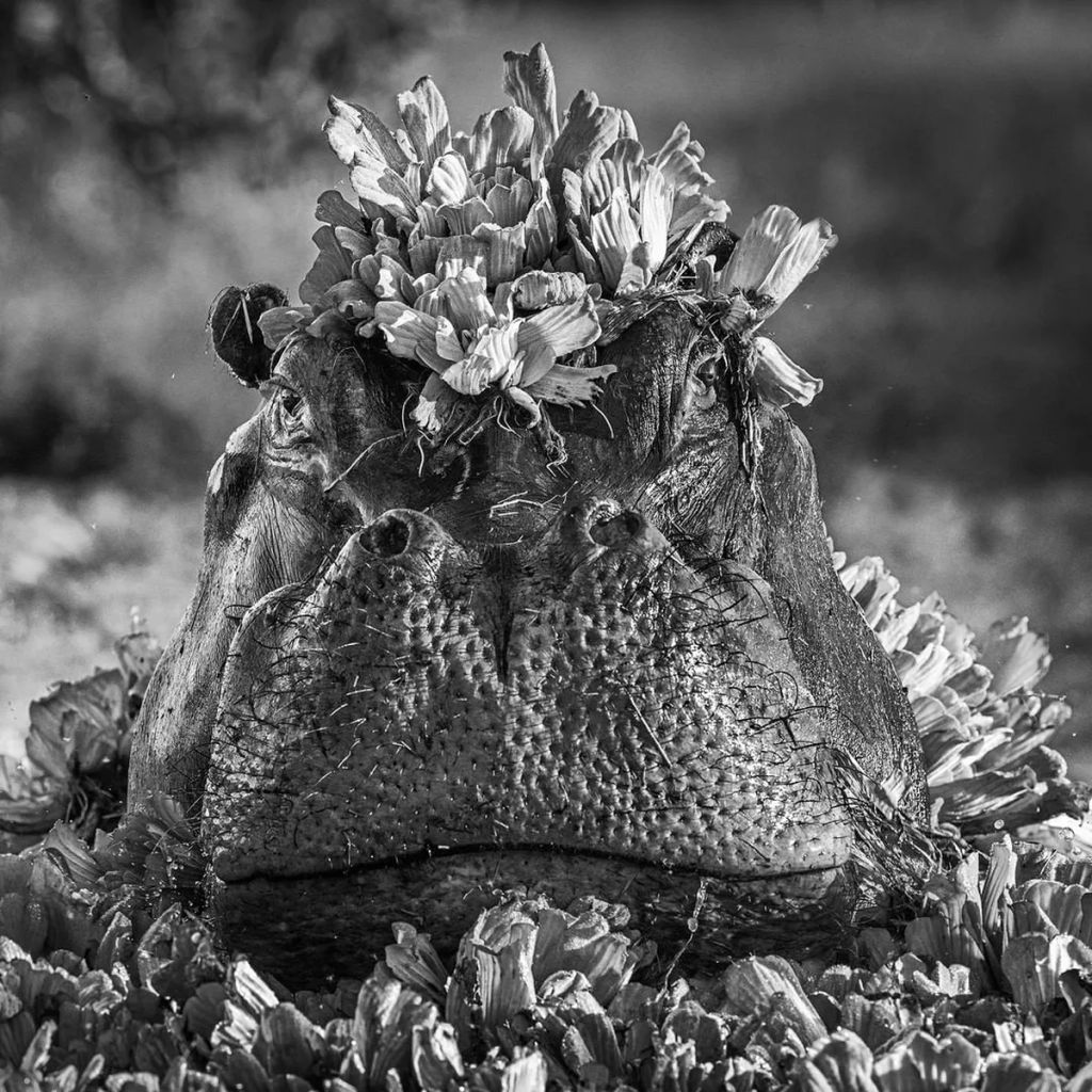 Forrás: davidyarrow.photography