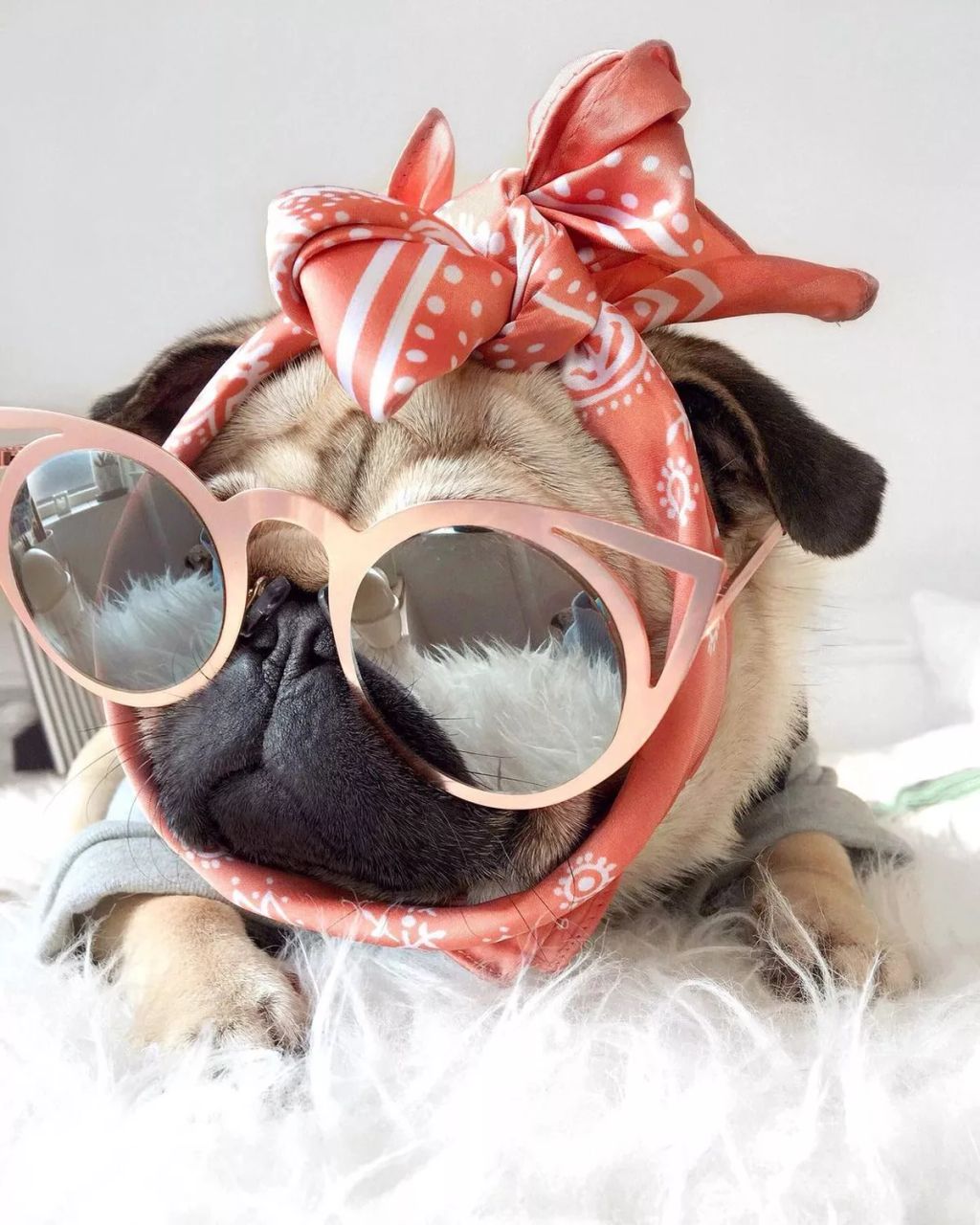 Forrás: Instagram/Loulou the Pug