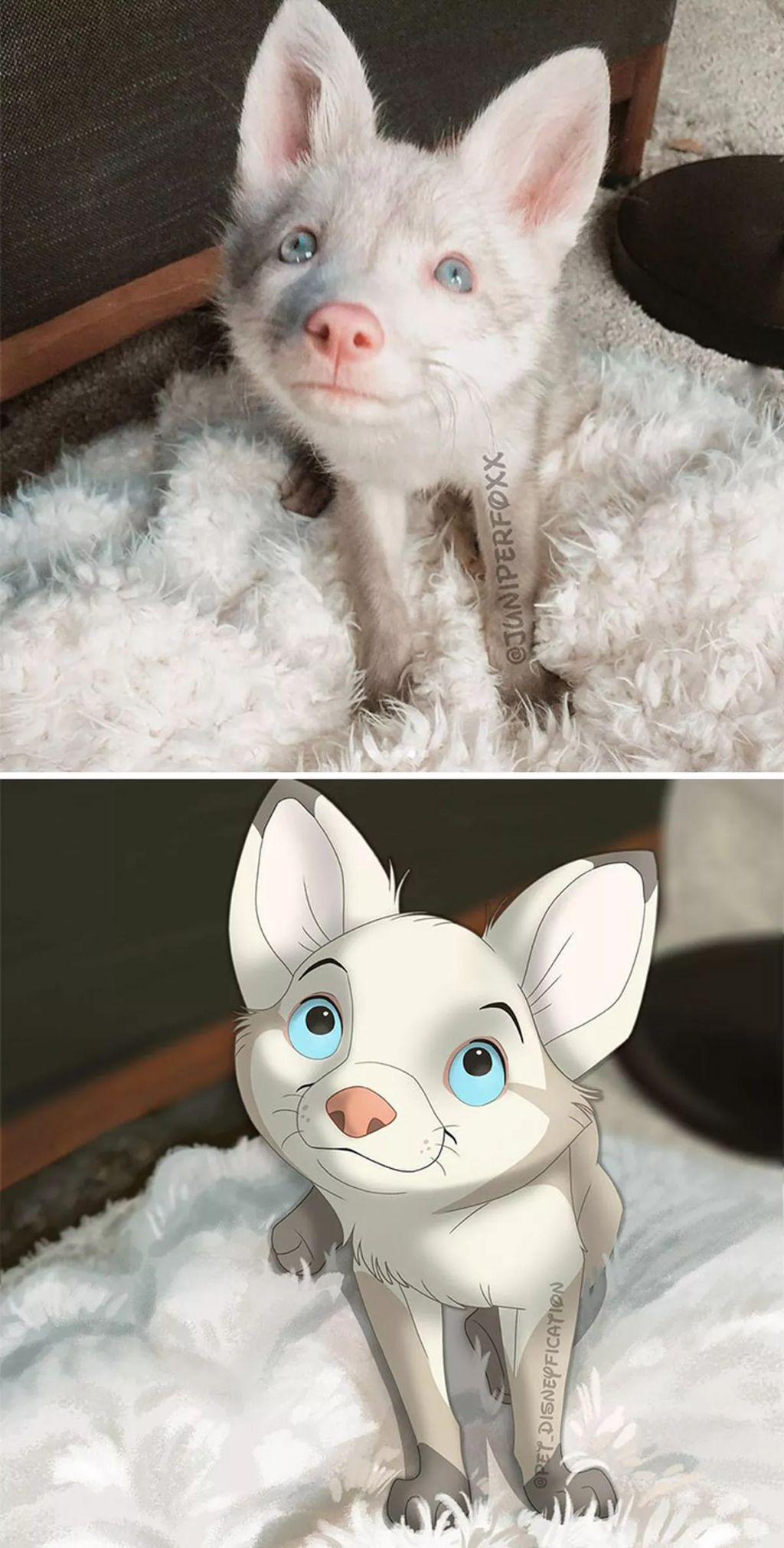 Forrás: Instagram/Pet Disneyfication, Boredpanda