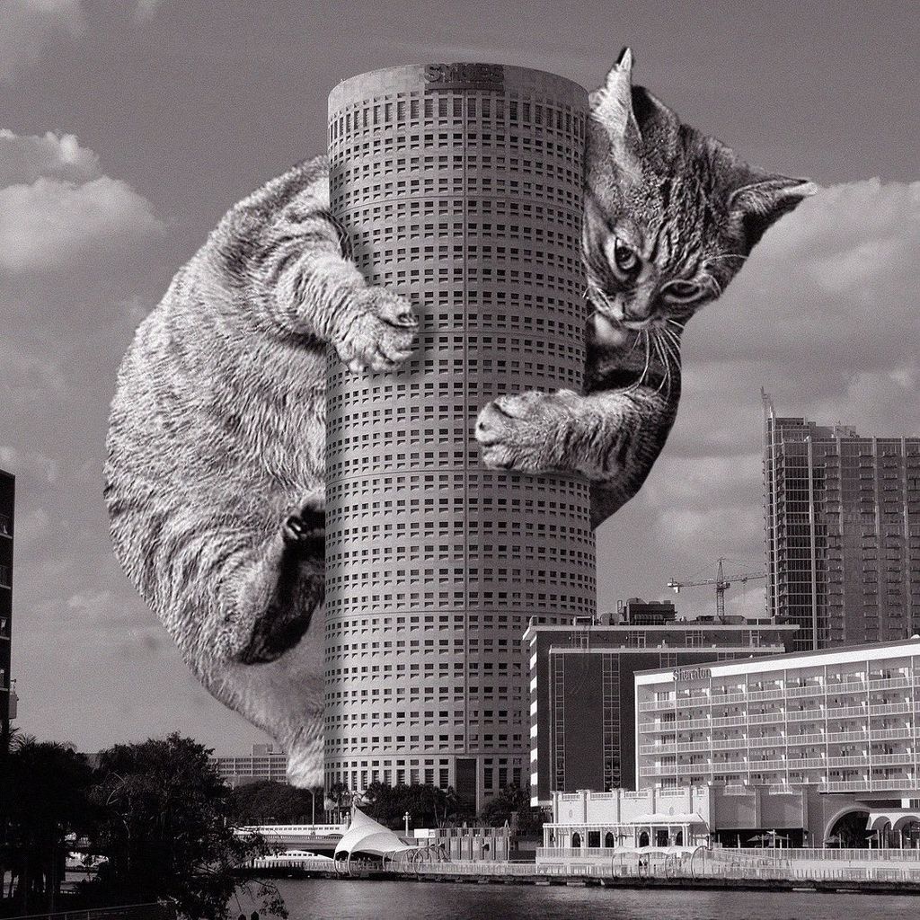 Forrás: Instagram/cats_of_brutalism