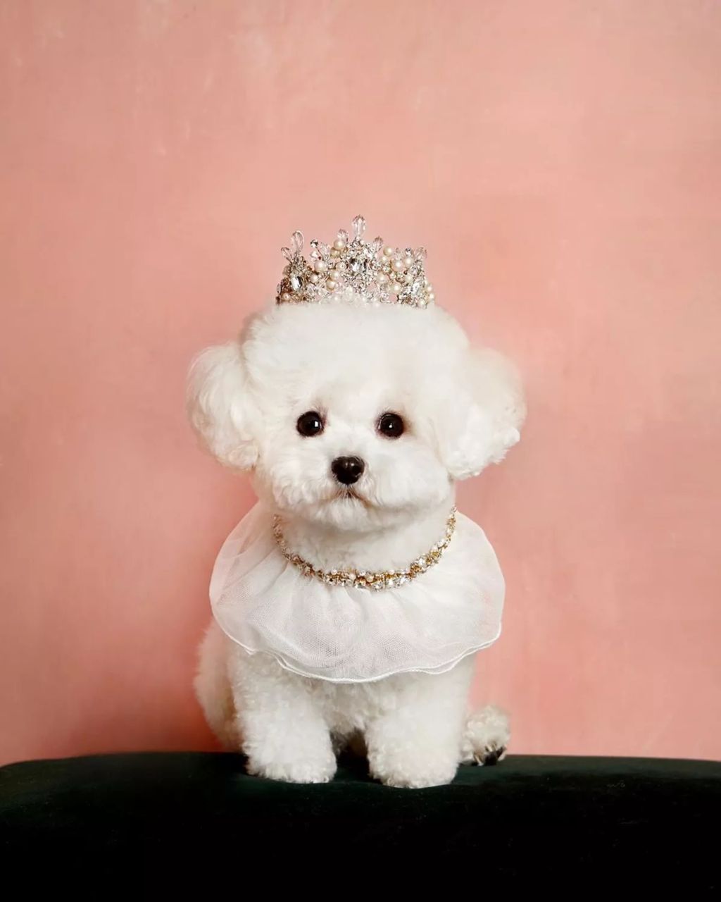 Forrás: Instagram/hazelnut_dog 