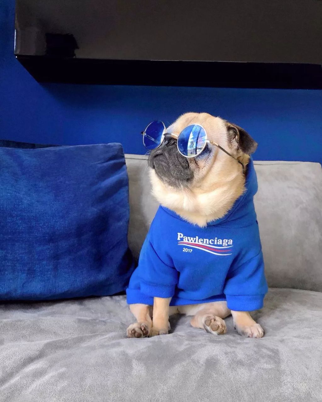 Forrás: Instagram/Loulou the Pug