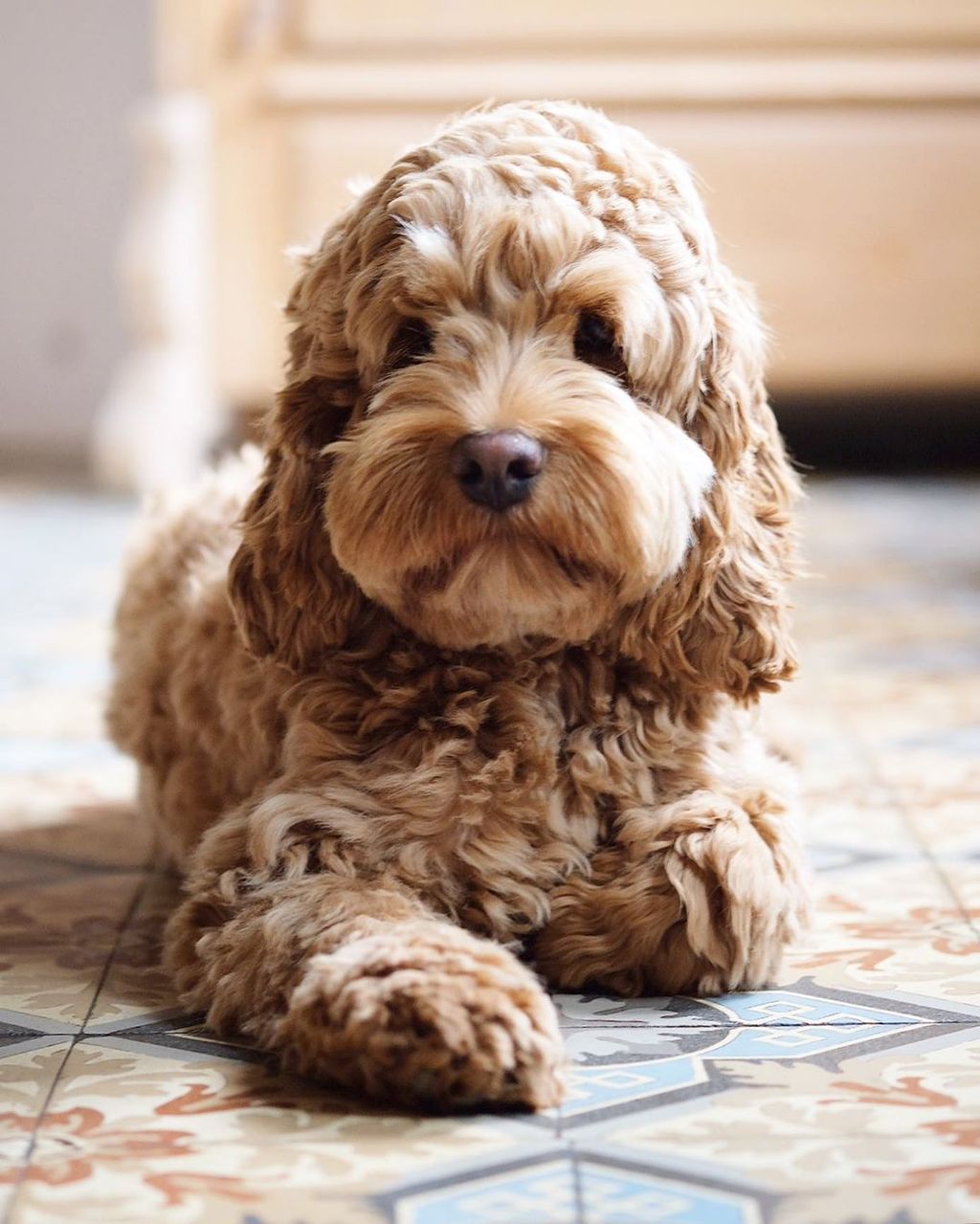 Forrás: Instagram/nugget_thecockapoo 
