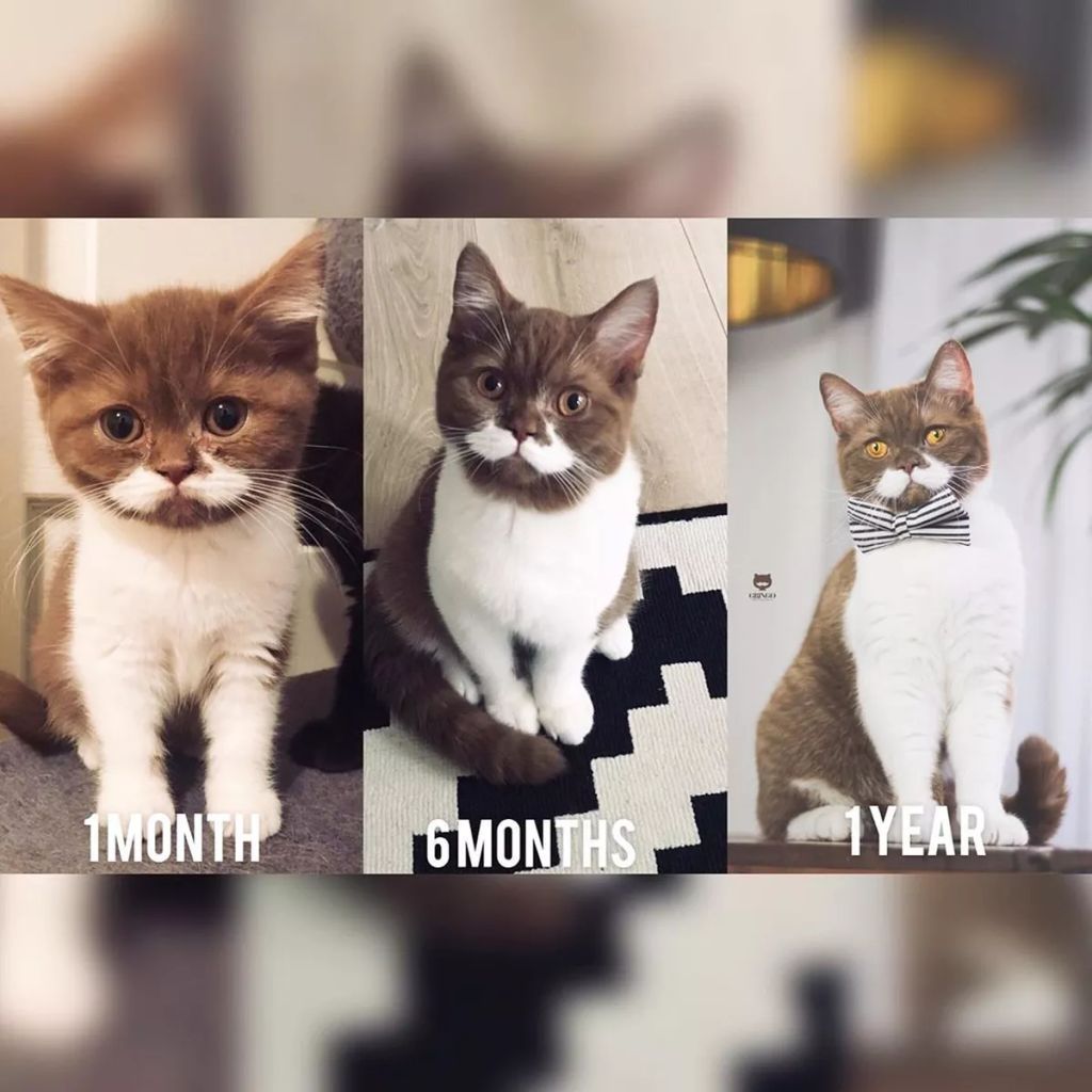 Forrás: Instagram/gringomoustachecat 