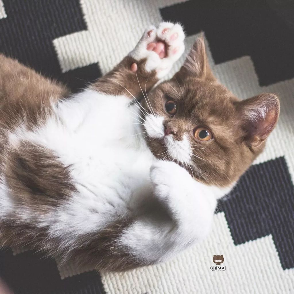 Forrás: Instagram/gringomoustachecat 