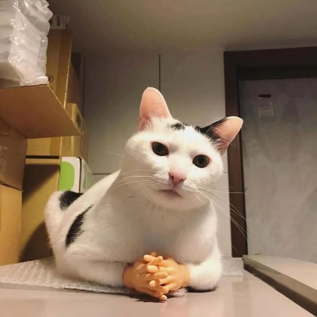 Forrás: Facebook/Important Animal Images