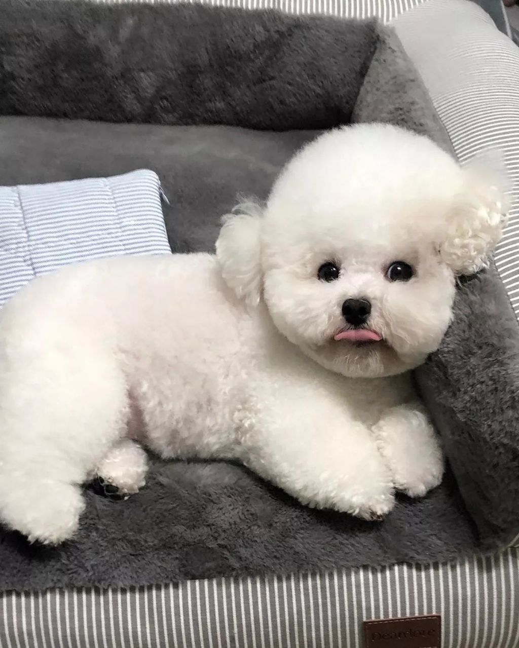 Forrás: Instagram/hazelnut_dog 