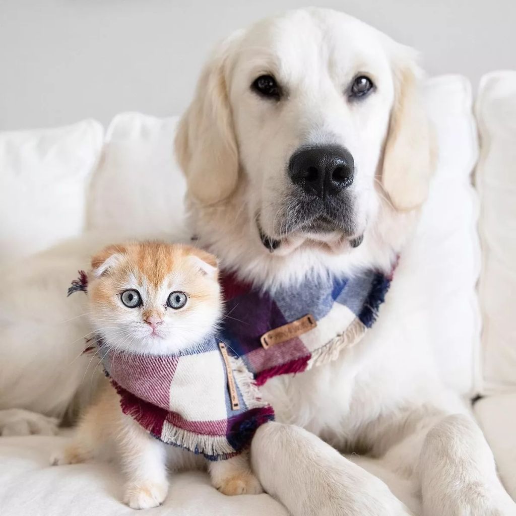 Forrás: Instagram/Calvin, Samson & Cleo