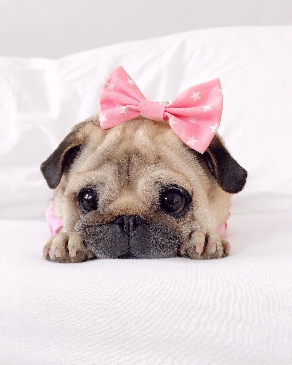 Forrás: Instagram/Loulou the Pug