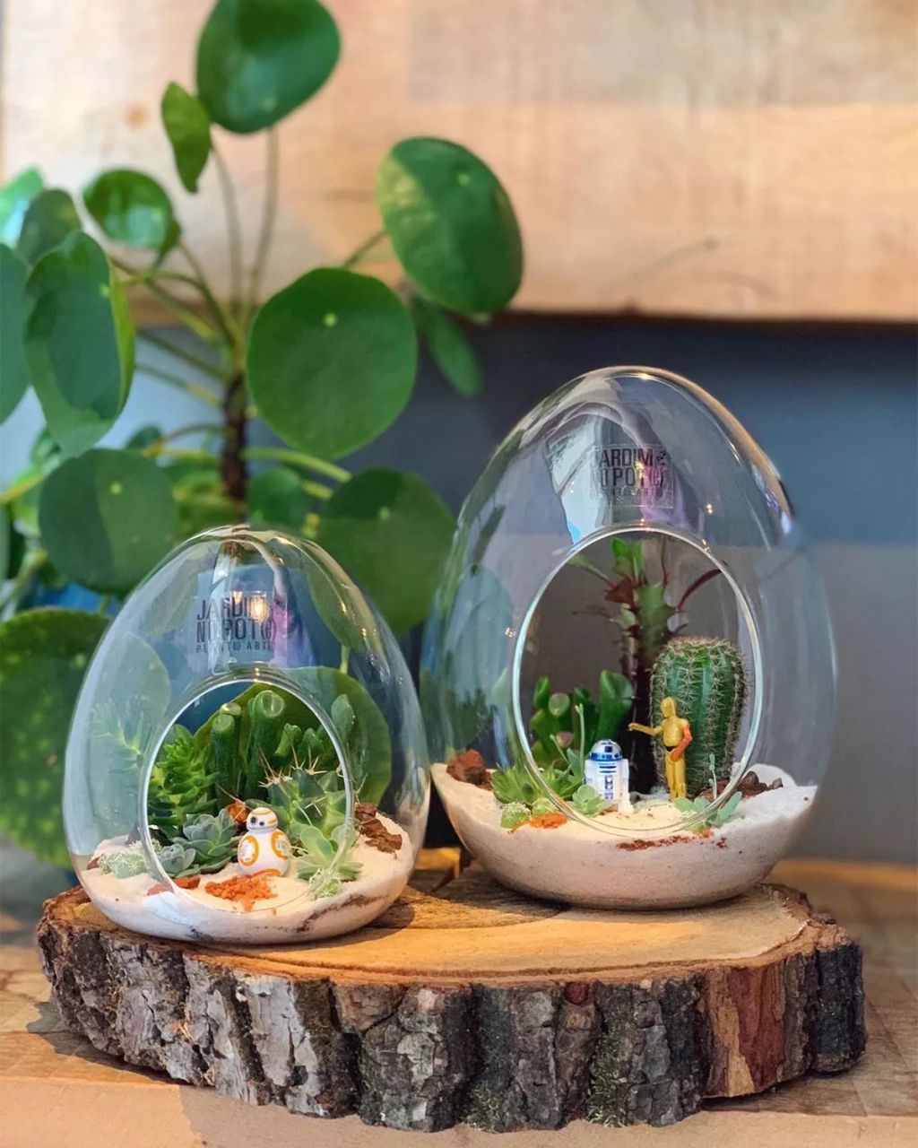 Forrás: Instagram/Jardim no Pote