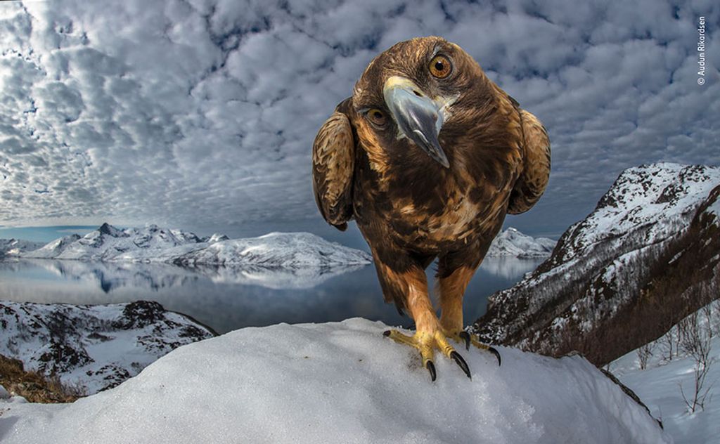 Forrás: Audun Rikardsen / Wildlife Photographer of the Year, LUMIX People’s Choice 