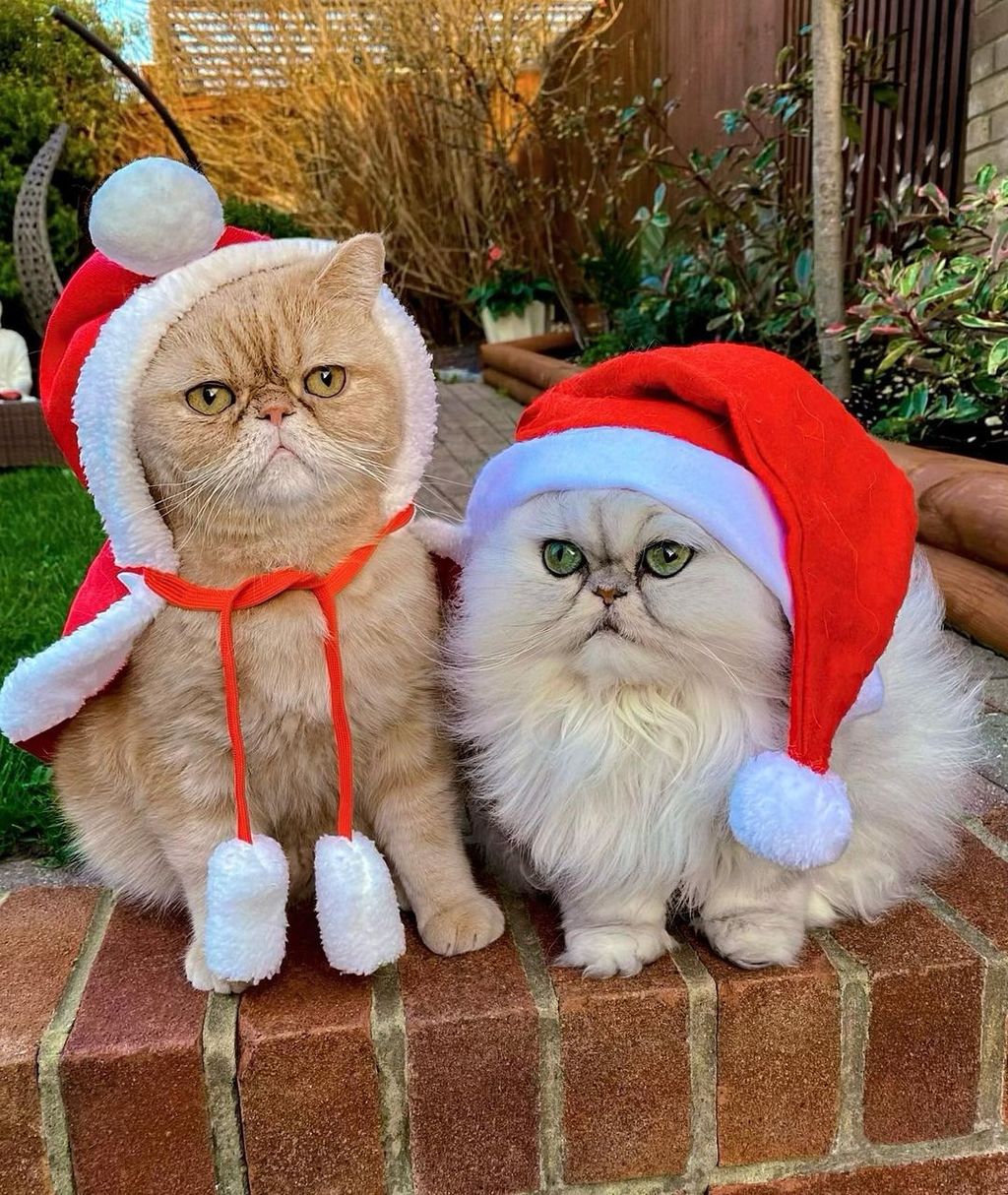 Forrás: Instagram/Persian Kitties Eric & Ollie