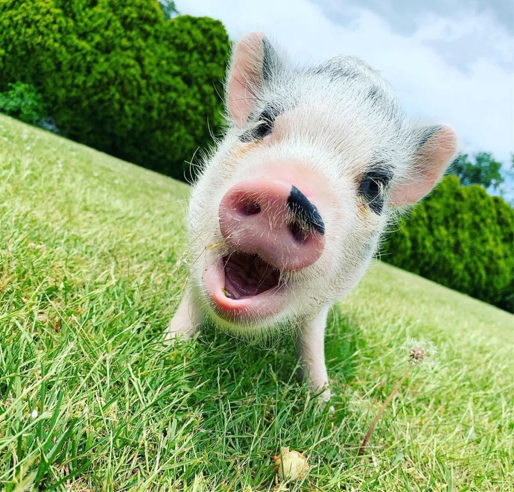 Forrás: Instagram/lucy_thepig