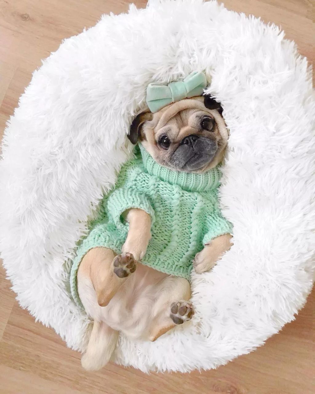 Forrás: Instagram/Loulou the Pug