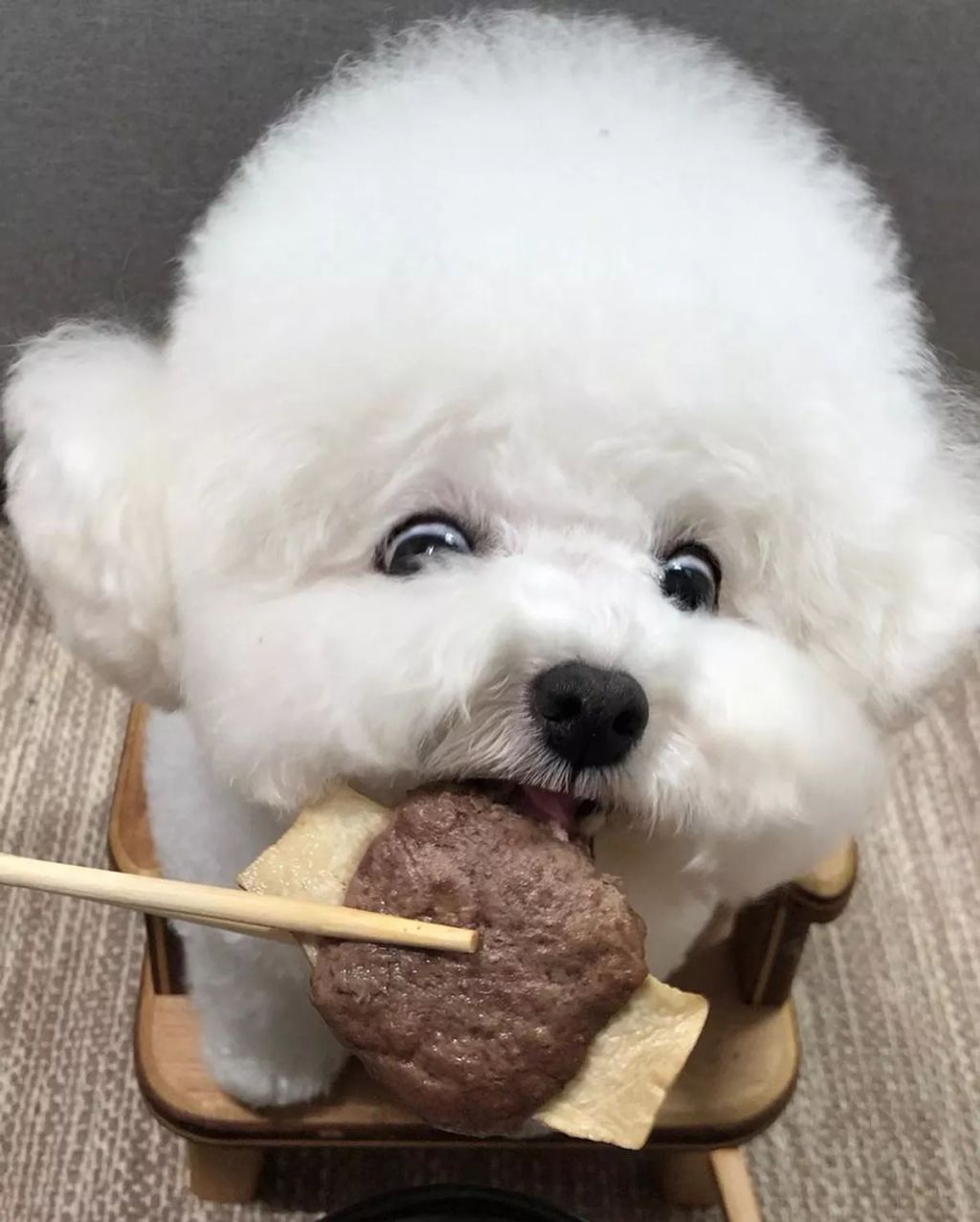 Forrás: Instagram/hazelnut_dog 