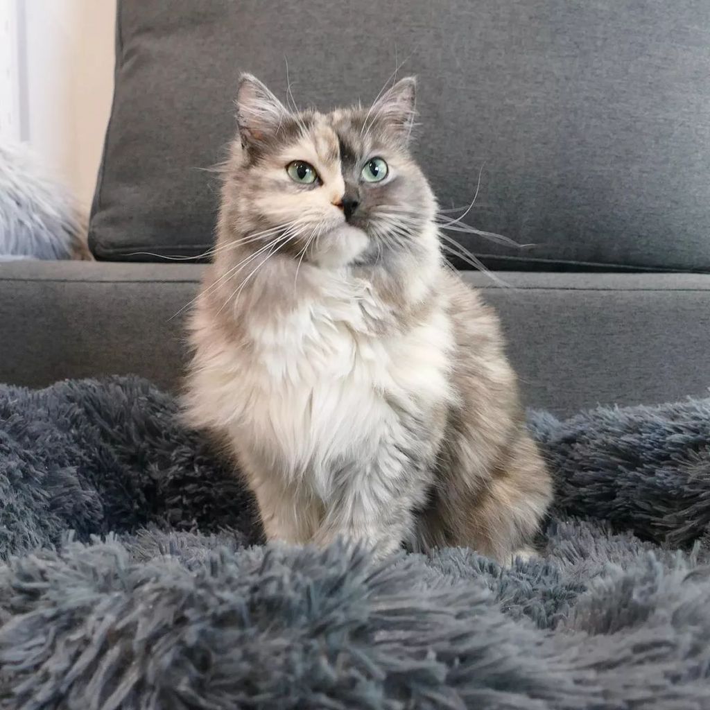 Forrás: Instagram/geri.cat