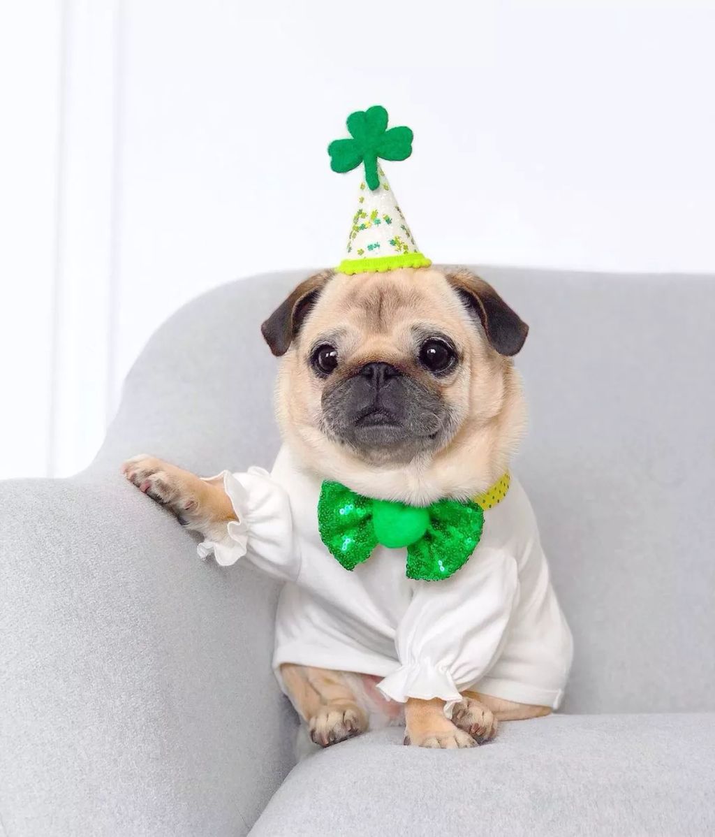 Forrás: Instagram/Loulou the Pug