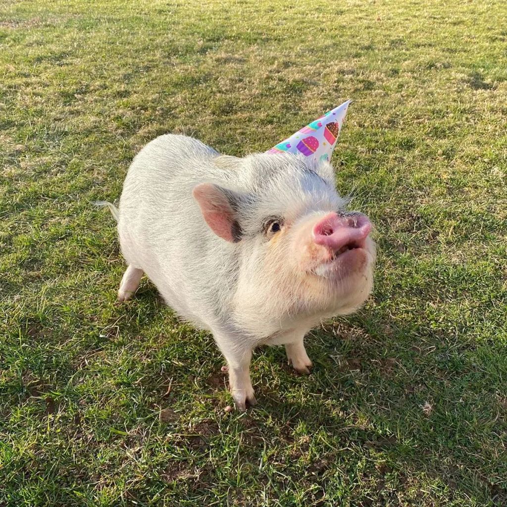 Forrás: Instagram/lucy_thepig