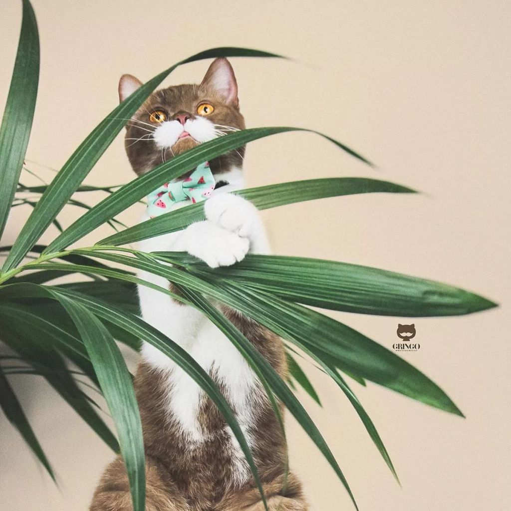 Forrás: Instagram/gringomoustachecat 