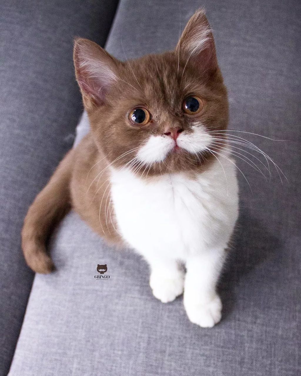 Forrás: Instagram/gringomoustachecat 