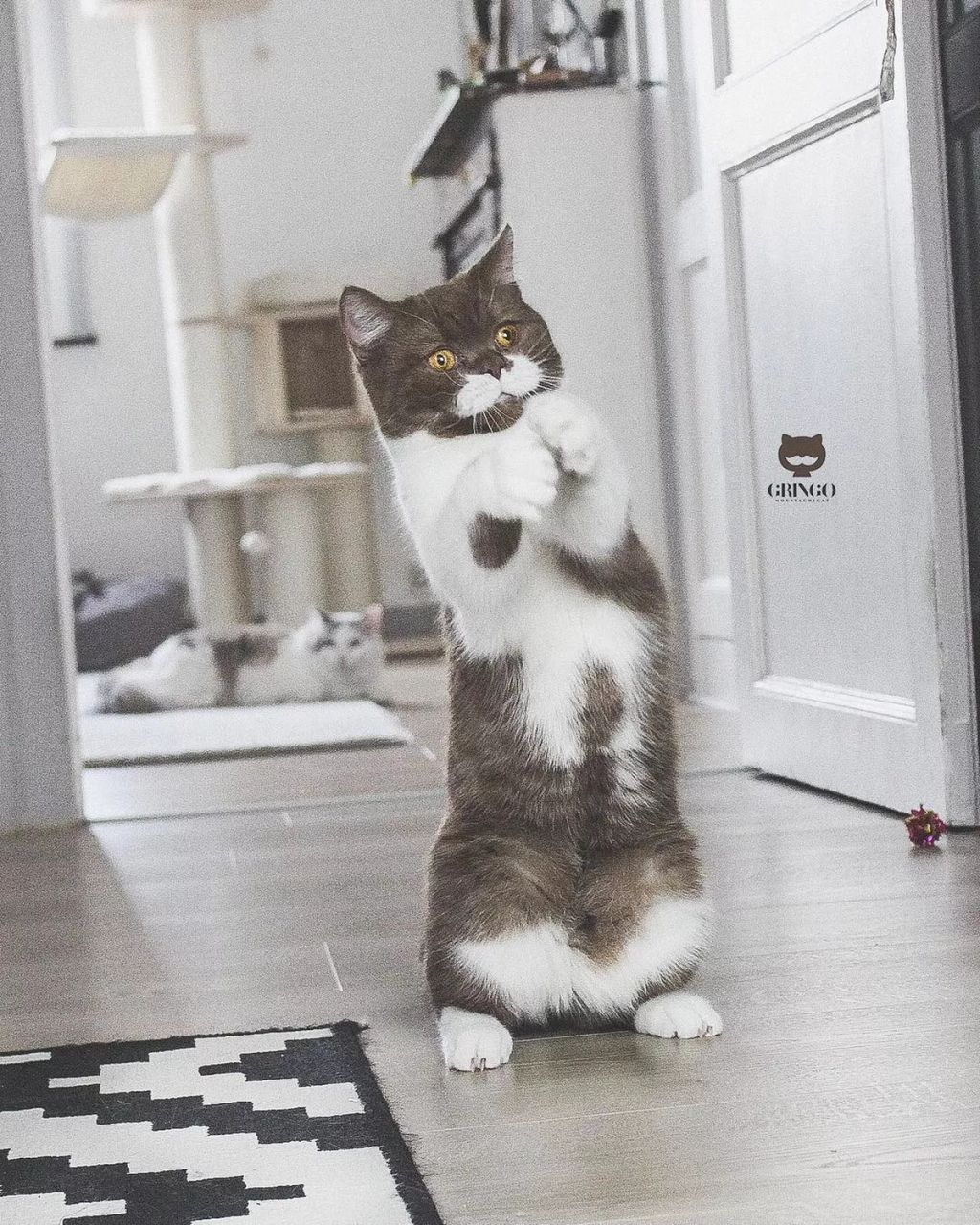 Forrás: Instagram/gringomoustachecat 