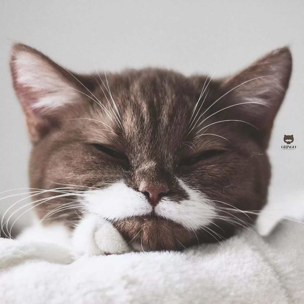 Forrás: Instagram/gringomoustachecat 