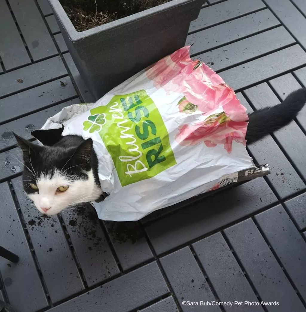 Forrás: comedypetphoto.com