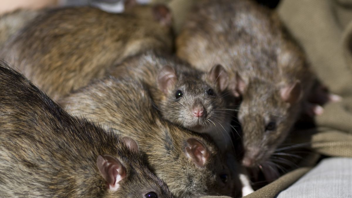 Patkányok laknak a magyar sorozatgyilkos, Pándy András egykori házában