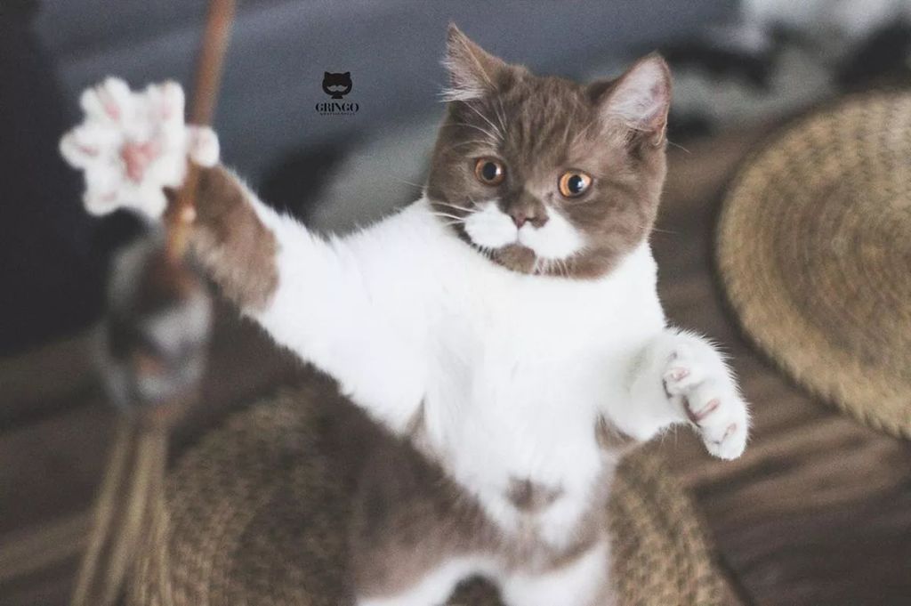 Forrás: Instagram/gringomoustachecat 