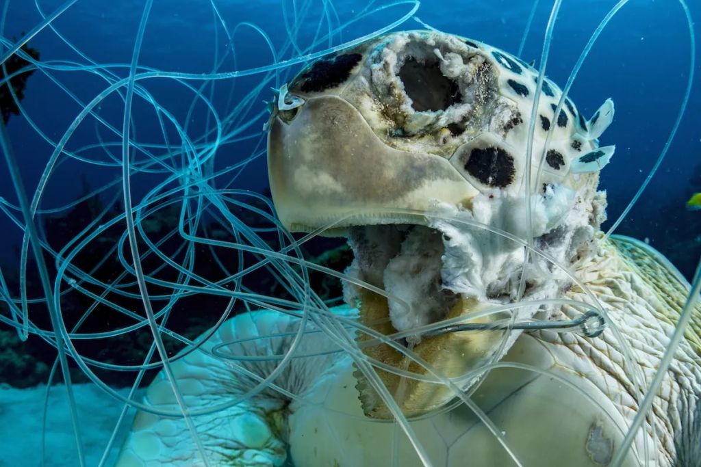 Fotó: Shane Gross/Ocean Art Photography Contest