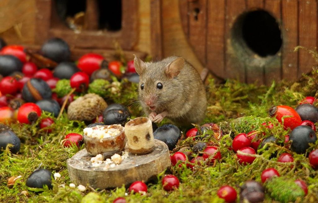 Forrás: Facebook/George the Mouse in a log pile house 