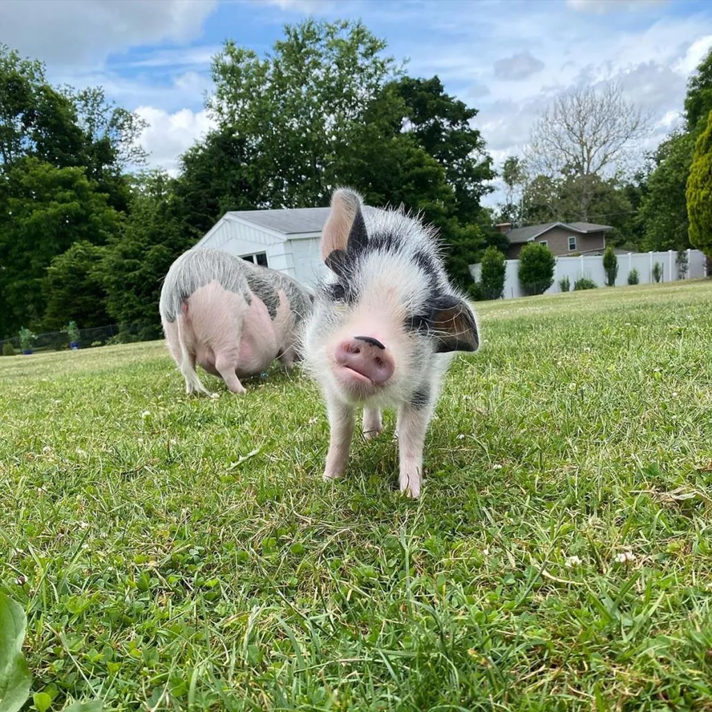 Forrás: Instagram/lucy_thepig
