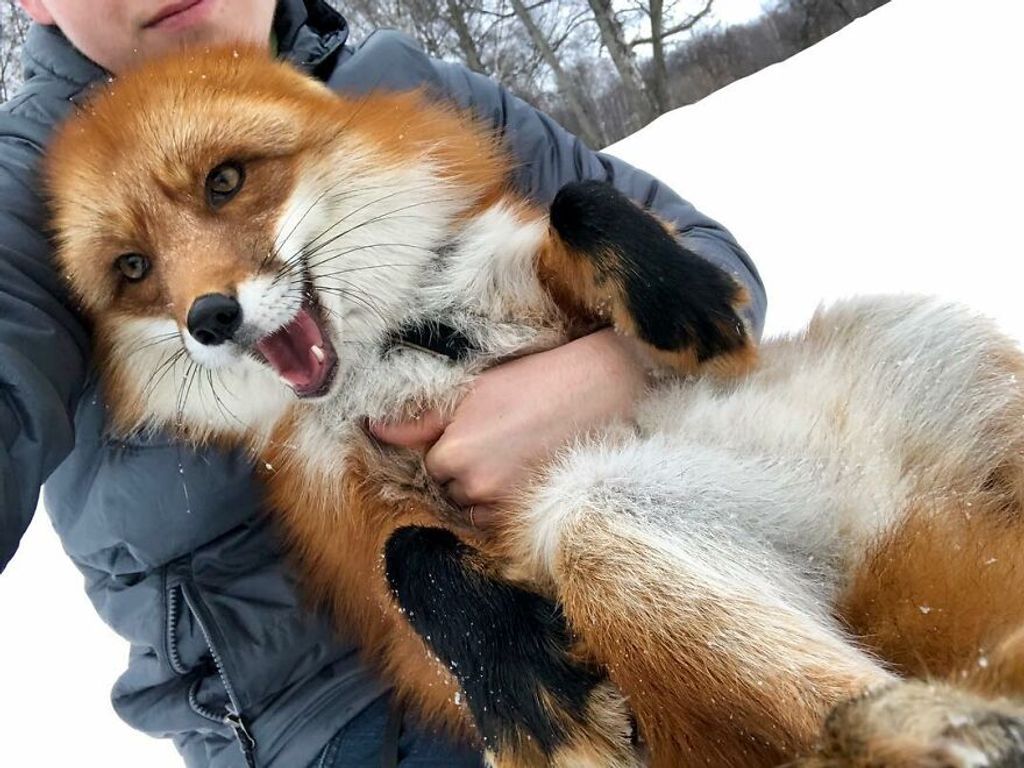 Forrás: Instagram/woody_the_fox