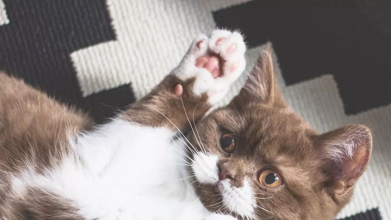 Forrás: Instagram/gringomoustachecat