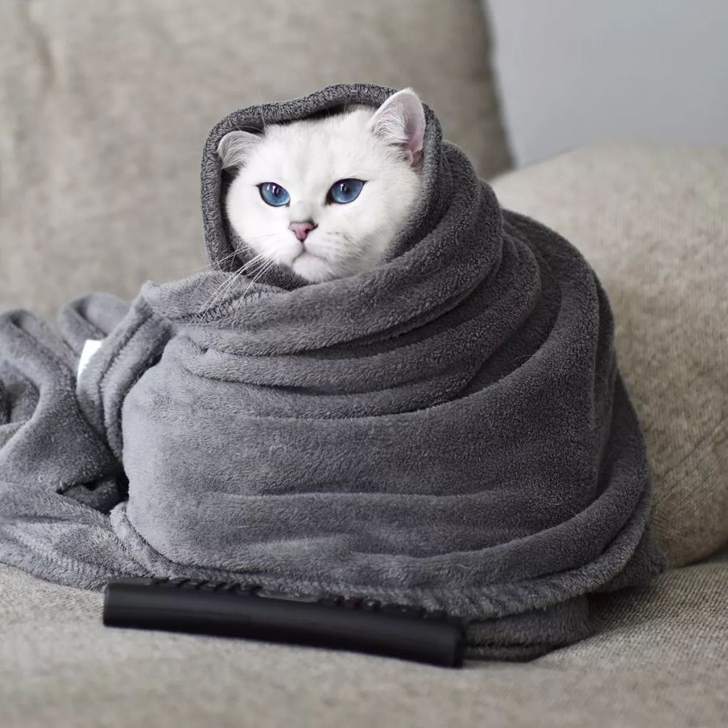 Forrás: Instagram/cobythecat