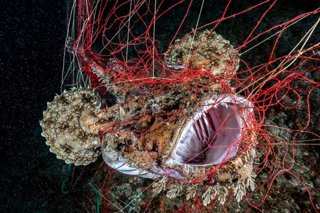 Fotó: Alessandro Grasso/Ocean Art Photography Contest