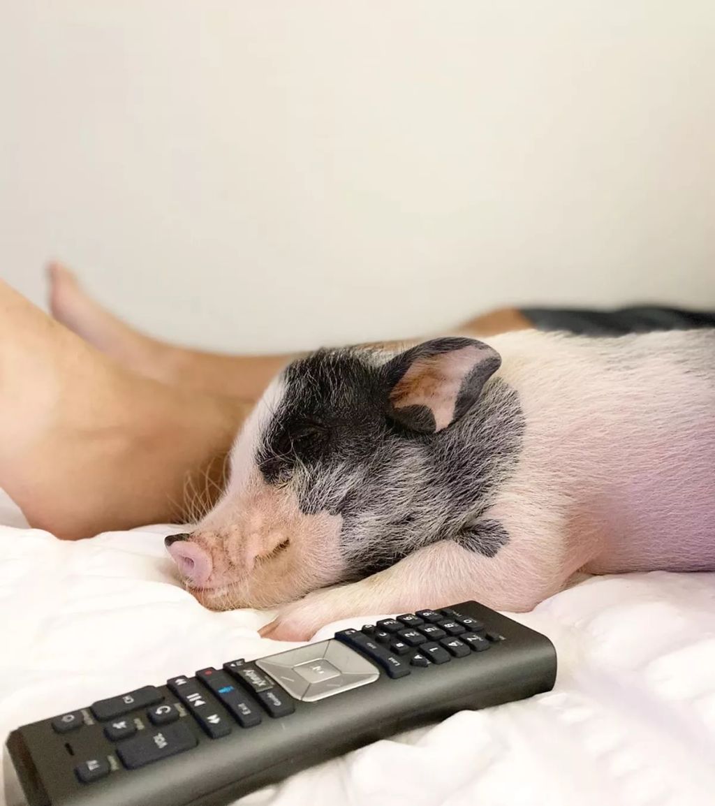 Forrás: Instagram/lucy_thepig