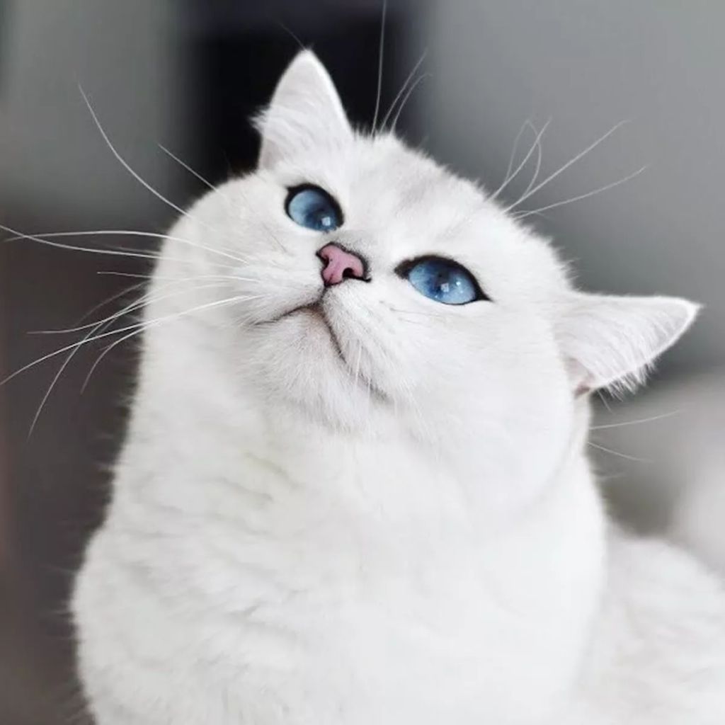 Forrás: Instagram/cobythecat