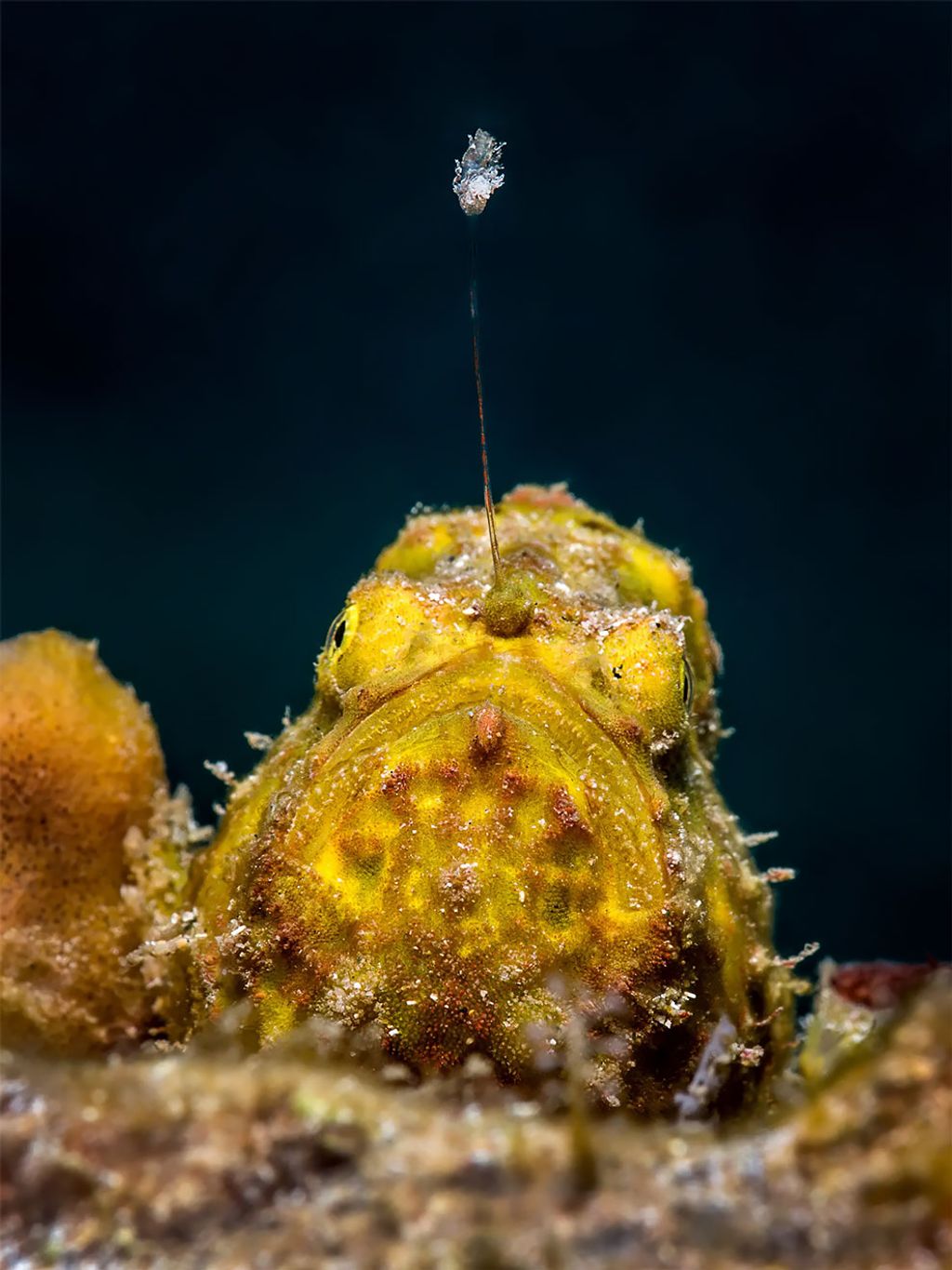 Fotó: Abimael Márquez/Ocean Art Underwater Photo Competition
