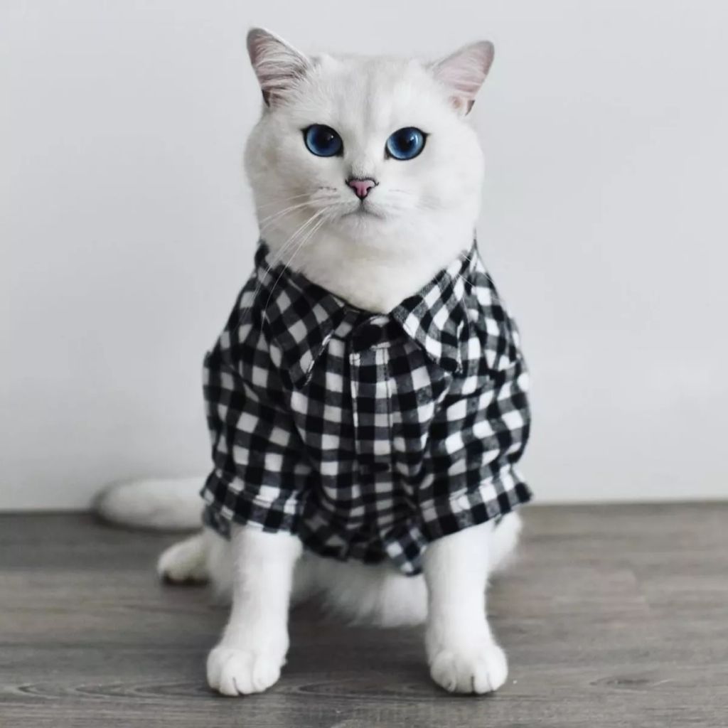 Forrás: Instagram/cobythecat