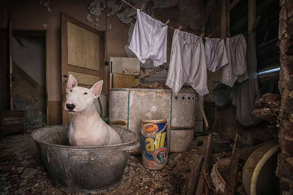 Forrás: Instagram/Claire the Bull Terrier