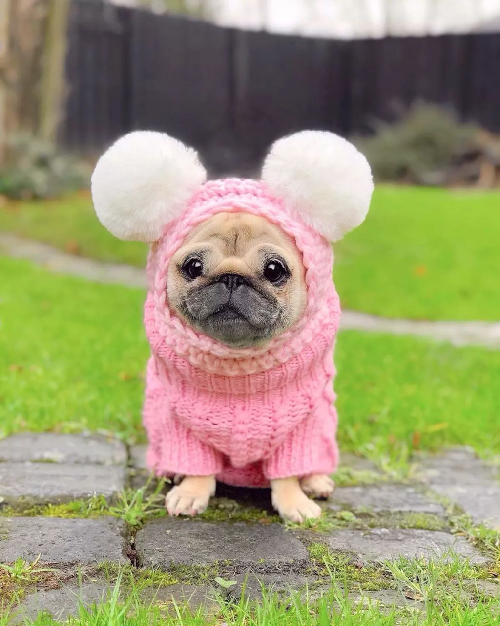 Forrás: Instagram/Loulou the Pug