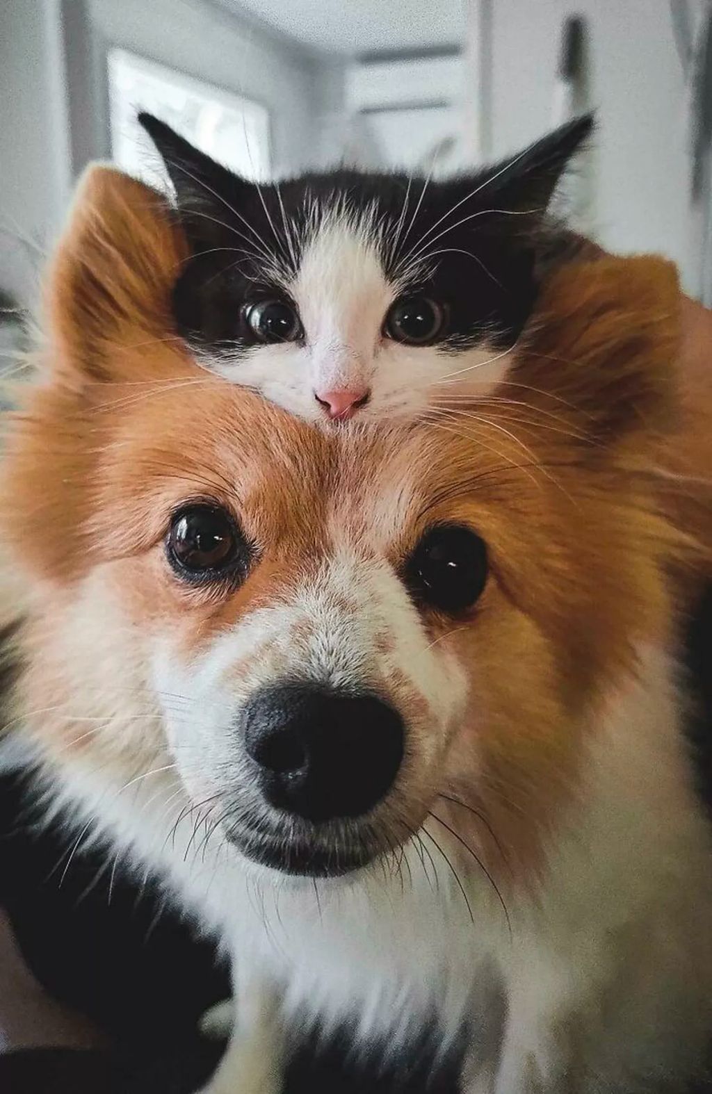 Forrás: Boredpanda