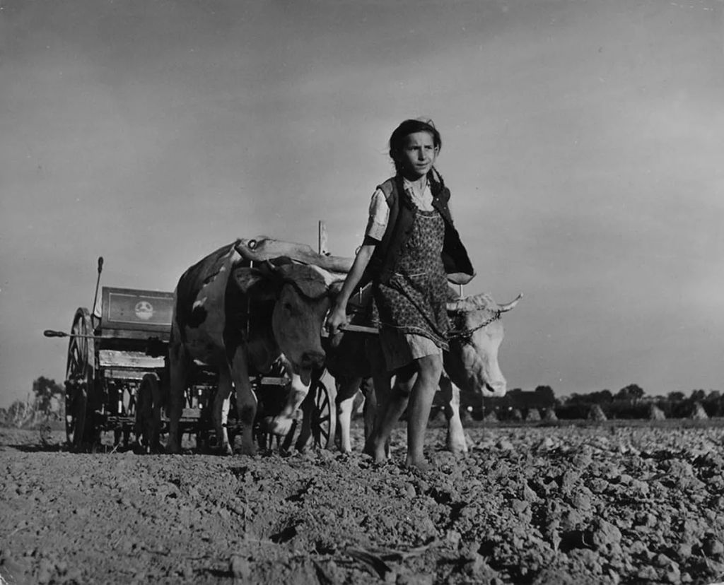 Fotó:Robert Capa © ICP, Magy. Nemz. Múz. gyűjt.