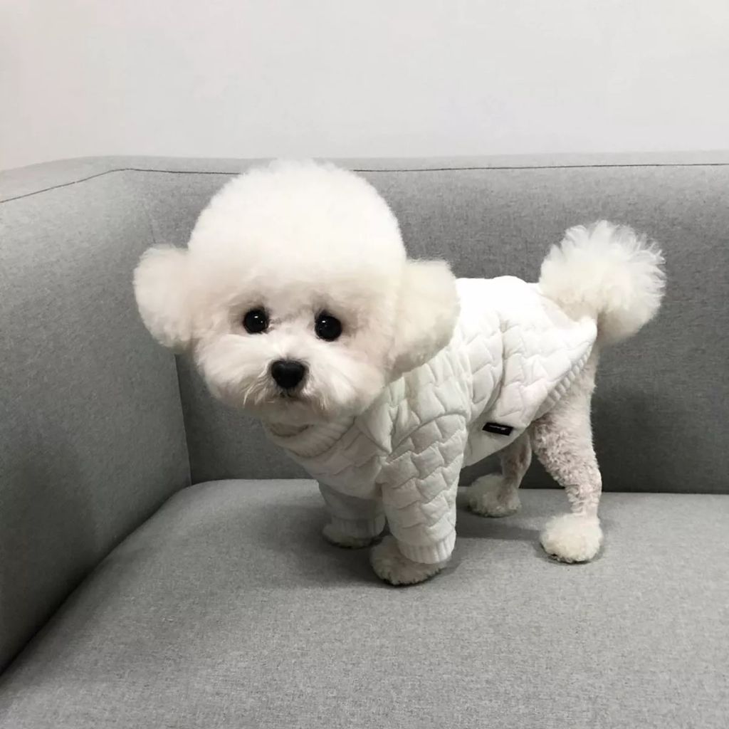 Forrás: Instagram/hazelnut_dog 