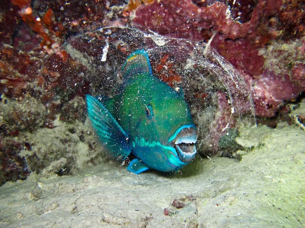 Fotó: Fabien Martinazzo/Ocean Art Photography Contest