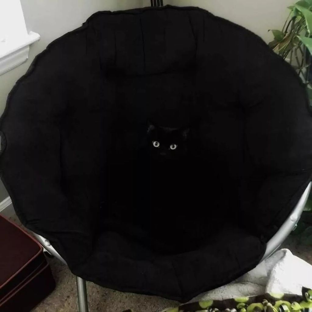Forrás: Facebook/Important Animal Images