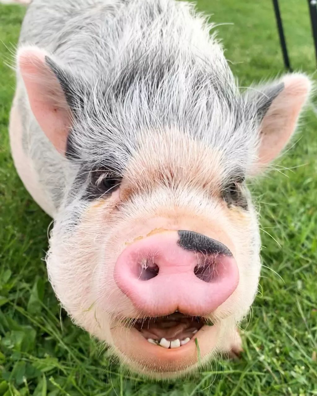 Forrás: Instagram/lucy_thepig